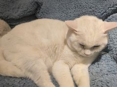 -有猫主题·治愈系猫咖(曾厝垵店)