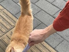 -三里屯东五街银杏大道