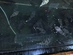 -蓝湾碧波·老字号·疍家非遗海上餐厅