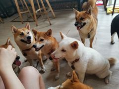 -柴犬高等学院·狗咖·柴犬售卖·宠物训练