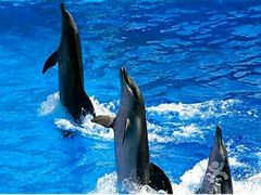 -北戴河圣蓝海洋公园