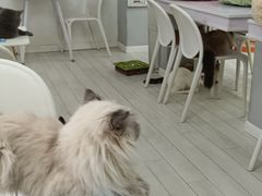 -喵的天空名猫咖啡馆·撸猫·猫舍·用品