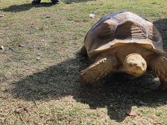 -泉州海丝野生动物世界