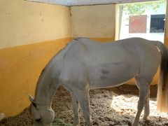 -松声马术俱乐部