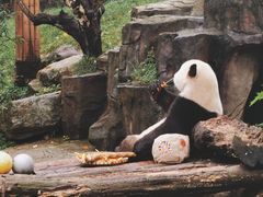 -都江堰中华大熊猫苑