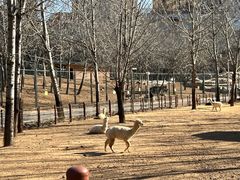 -大连森林动物园