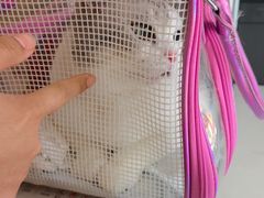 -美联众合24小时动物医院(华苑分院)
