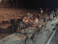 -清迈夜间动物园