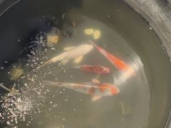 -萌兽医馆·眼科·异宠专科(三里屯店)