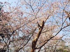 -武汉大学-樱园