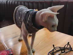 -猫小院猫主题餐厅(三里屯店)