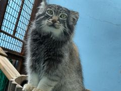 -青藏高原野生动物园