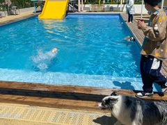 -爪吧宠物乐园 (温榆河示范区店)