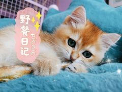 -70cat德文卷毛猫·缅因猫纯种猫舍
