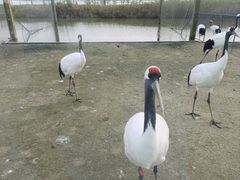-盐城丹顶鹤湿地生态旅游区