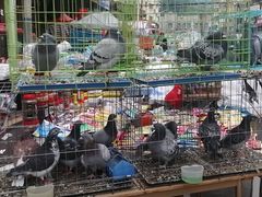 -哈尔滨道外花鸟鱼市场