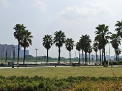-金沙湖公园