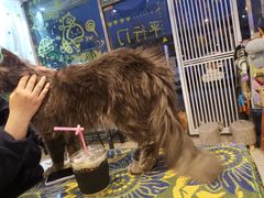 -平行世界·猫咖(首经贸店)