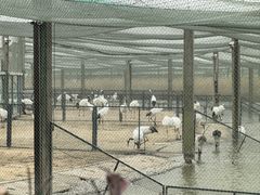 -盐城丹顶鹤湿地生态旅游区