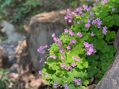 -铁山坪森林公园