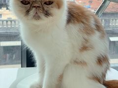 -怪兽屋·羊驼·猫咖·狗咖(俊华广场店)