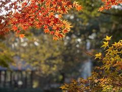 -上海共青森林公园