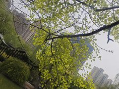 -西苑公园