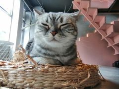 -猫儿山۰猫主题餐厅