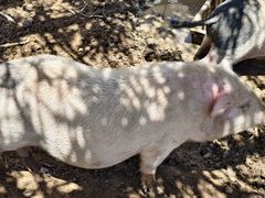 -鄂尔多斯野生动物园