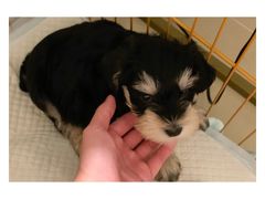 -翊宠yipet猫狗购宠庄园犬舍•猫舍