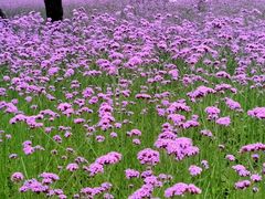 -杭州城北体育公园