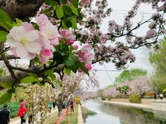 -海棠花溪(元大都城垣遗址公园)