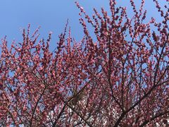 -洋湖国家湿地公园