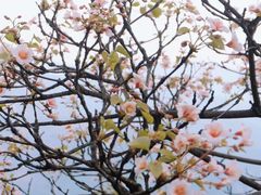 -舒家湾天主教堂