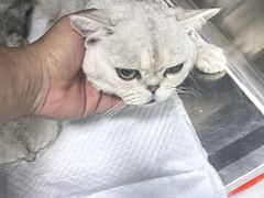 -达爱动物医院·犬猫分区·CT·复杂眼科(远洋山水分院)