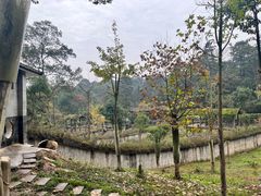 -中国大熊猫保护研究中心雅安碧峰峡基地