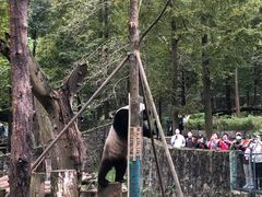 -都江堰中华大熊猫苑