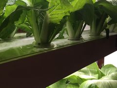 餐厅有机活体无土蔬菜-皇宫大酒店