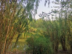 -白鹭湾湿地公园