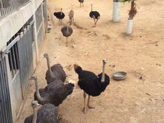 -泉州海丝野生动物世界