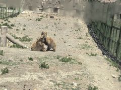 -新疆天山野生动物园