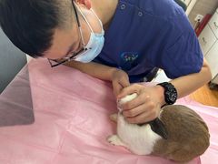 -北京观赏动物医院·24小时大型综合·猫专科·异宠专科