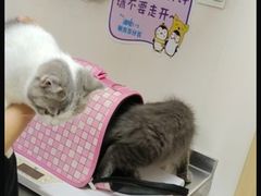 -喜多萌中农锦绣动物医院24H·猫科·牙科MRI·CT