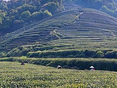 -龙坞茶村