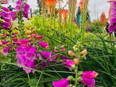 -芒洲湿地公园