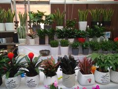 -秦美花卉(天朗·莱茵小城2期店)