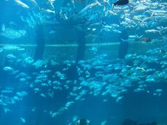 -海棠湾洲际-涛·海底餐厅·美人鱼·自助餐·海底隧道