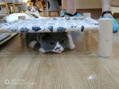 -滚猫咖啡·猫咖·猫友好撸猫(未来城店)
