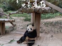 -广州长隆欢乐世界