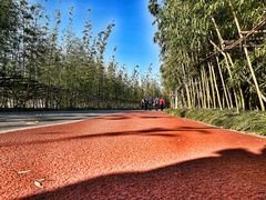 -上海长兴岛郊野公园